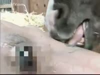 [ Beastiality Porn XXX ] Japanese sweetheart acquires her body licked by a horse